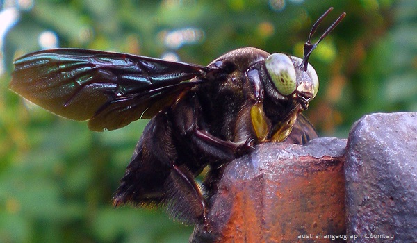 Ilmuwan Asing Temukan Lebah Raksasa di Indonesia