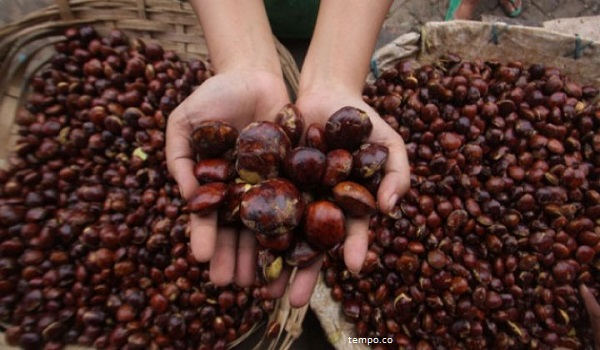 Manfaat dan Dampak Jengkol Buat Kesehatan